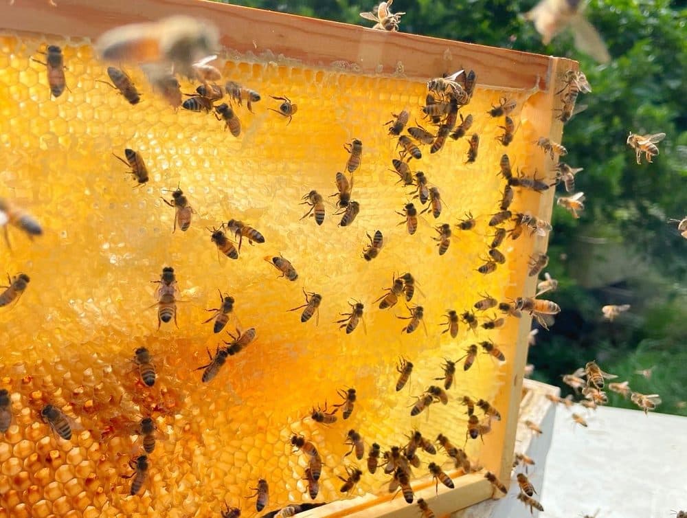 Bees crawling over a frame of capped honeycomb