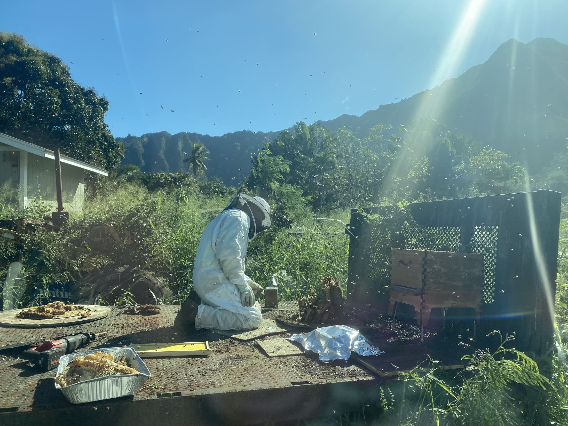 Mitch in a bee suit working an open hive in the apiary, mountains behind