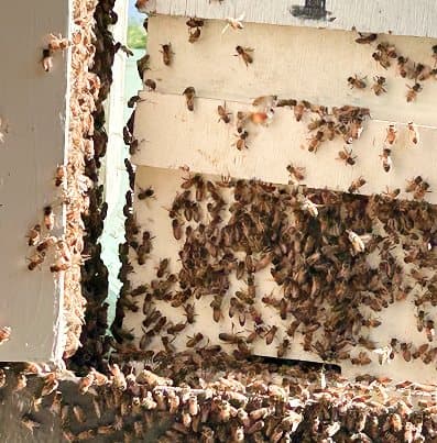 Bees covering the frames of an open hive box